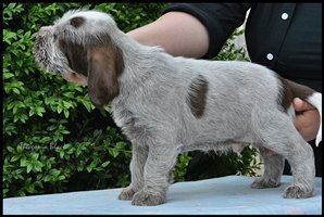 wyżeł niemiecki, spinone italiano