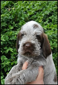 wyżeł niemiecki, spinone italiano