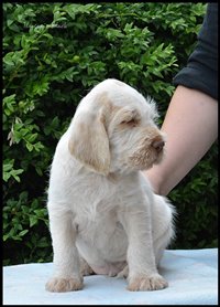 wyżeł niemiecki, spinone italiano