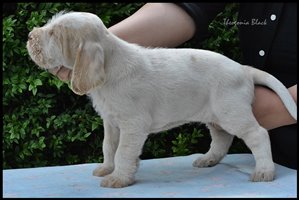 wyżeł niemiecki, spinone italiano