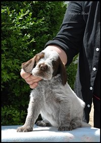 wyżeł niemiecki, spinone italiano