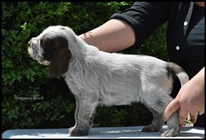 wyżeł niemiecki, spinone italiano