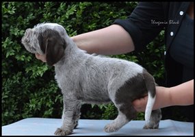 wyżeł niemiecki, spinone italiano
