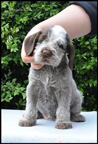 wyżeł niemiecki, spinone italiano