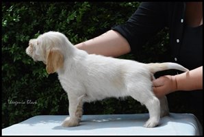 wyżeł niemiecki, spinone italiano
