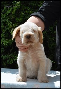 wyżeł niemiecki, spinone italiano