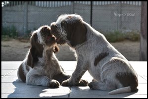 wyżeł niemiecki, spinone italiano