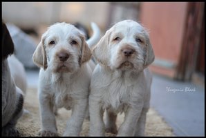 wyżeł niemiecki, spinone italiano