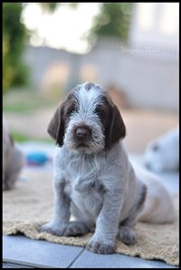 wyżeł niemiecki, spinone italiano