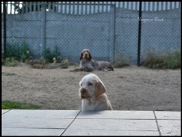wyżeł niemiecki, spinone italiano