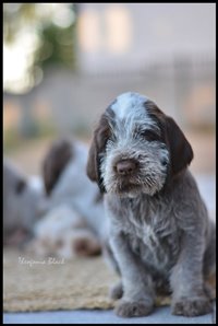wyżeł niemiecki, spinone italiano
