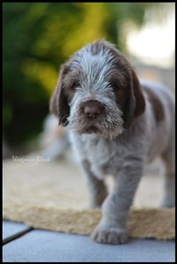 wyżeł niemiecki, spinone italiano