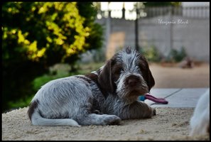 wyżeł niemiecki, spinone italiano