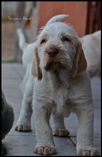 wyżeł niemiecki, spinone italiano