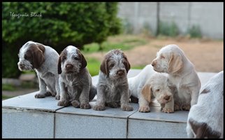 wyżeł niemiecki, spinone italiano
