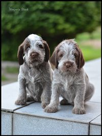 wyżeł niemiecki, spinone italiano