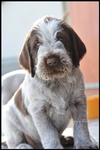 wyżeł niemiecki, spinone italiano
