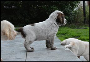 wyżeł niemiecki, spinone italiano