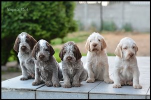 wyżeł niemiecki, spinone italiano