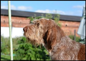 wyżeł niemiecki, spinone italiano
