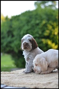 wyżeł niemiecki, spinone italiano