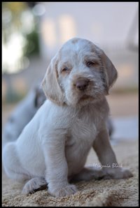 wyżeł niemiecki, spinone italiano