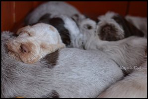 wyżeł niemiecki, spinone italiano