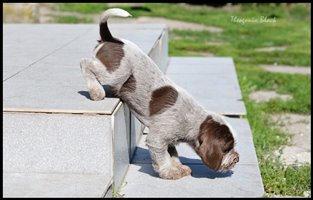 wyżeł niemiecki, spinone italiano
