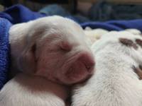 wyżeł niemiecki, spinone italiano