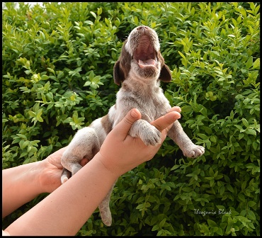 wyżeł niemiecki, spinone italiano