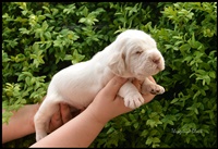 wyżeł niemiecki, spinone italiano