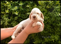wyżeł niemiecki, spinone italiano
