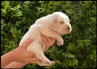 wyżeł niemiecki, spinone italiano