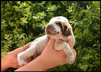 wyżeł niemiecki, spinone italiano