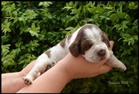 wyżeł niemiecki, spinone italiano