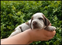 wyżeł niemiecki, spinone italiano