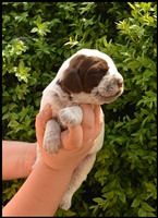 wyżeł niemiecki, spinone italiano