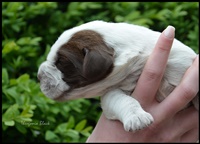 wyżeł niemiecki, spinone italiano