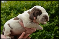 wyżeł niemiecki, spinone italiano