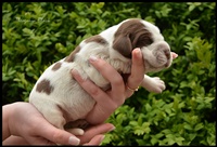 wyżeł niemiecki, spinone italiano