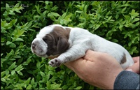 wyżeł niemiecki, spinone italiano