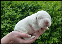wyżeł niemiecki, spinone italiano