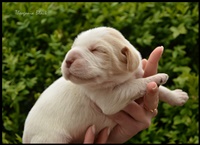 wyżeł niemiecki, spinone italiano
