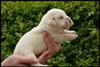 wyżeł niemiecki, spinone italiano