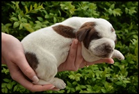 wyżeł niemiecki, spinone italiano