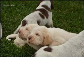 wyżeł niemiecki, spinone italiano