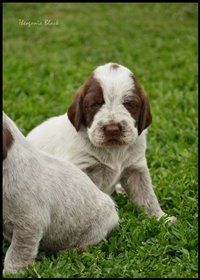 wyżeł niemiecki, spinone italiano