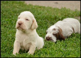 wyżeł niemiecki, spinone italiano