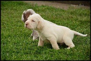wyżeł niemiecki, spinone italiano
