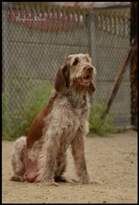 wyżeł niemiecki, spinone italiano